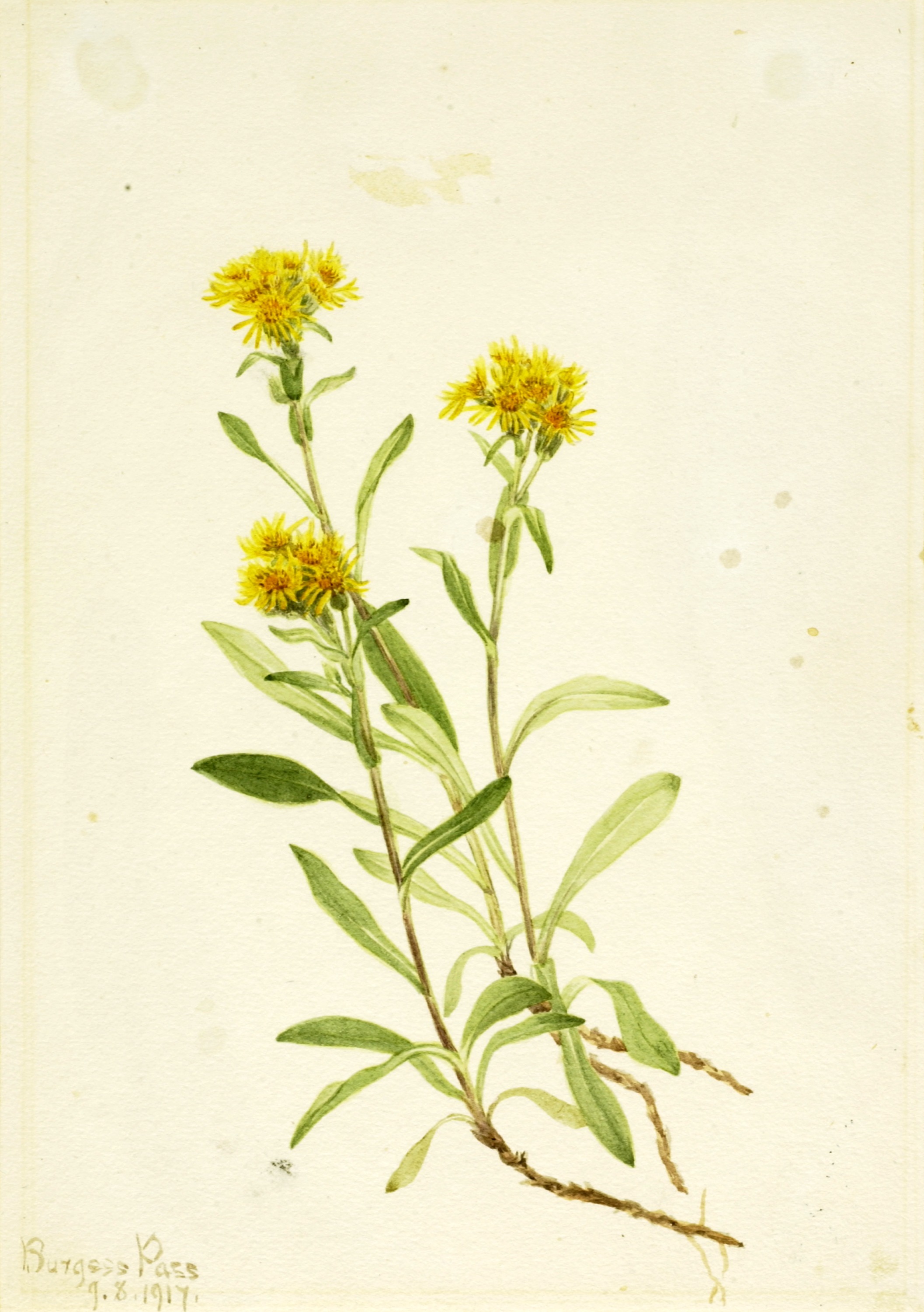 Mary Vaux Walcott, Sidesaddle Goldenrod