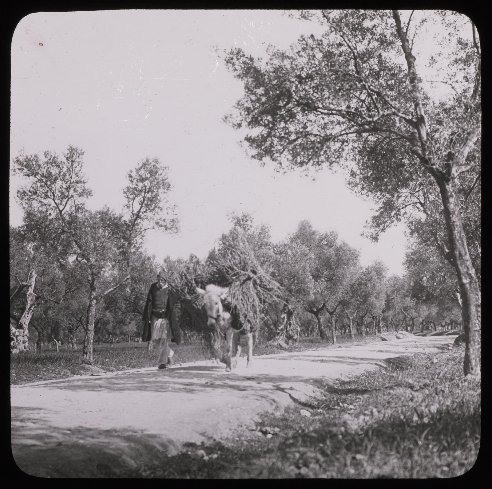 Desconegut, Grèce. Sparte, bois d'oliviers Photo Louvre