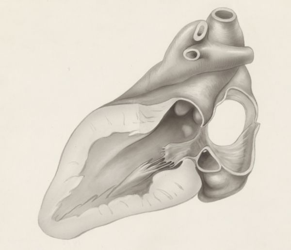 J Tinkelenberg, Part of the heart and circulatory system