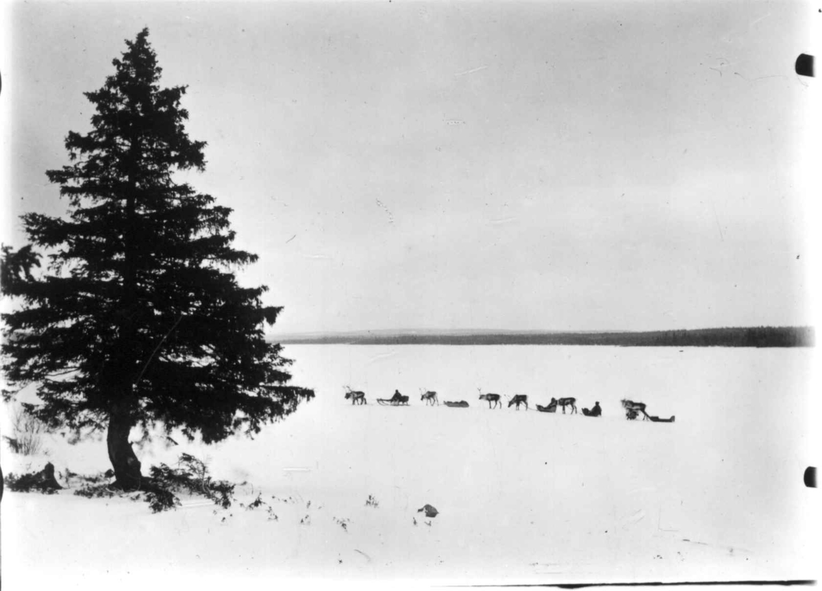 Ellisif Rannveig Wessel, Raide. Reinsdyr med slede og pulker over vidda nær Kola, antatt 1900-10.
