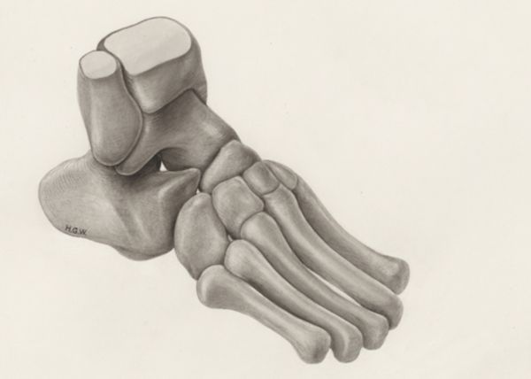 H.G Wetselaar, Musculoskeletal system of the lower extremity