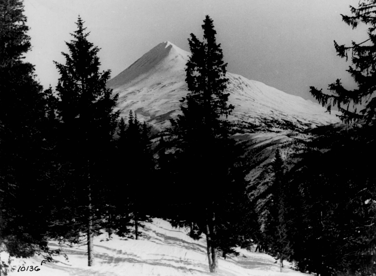 Anders Beer Wilse, Gaustatoppen med skog i forgrunen.