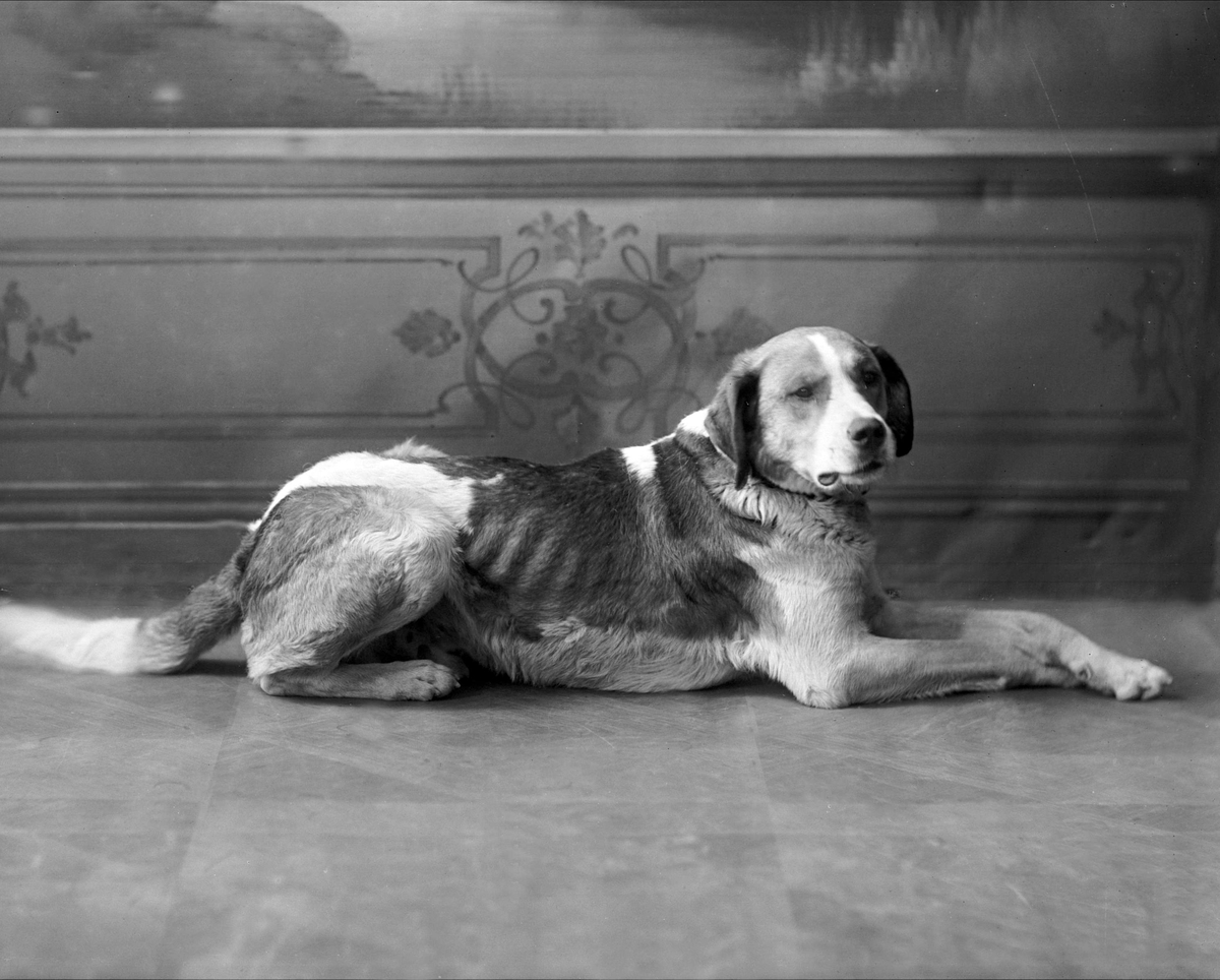 Gustav Borgen, Portrett, hund. Herr Johannesens hund.