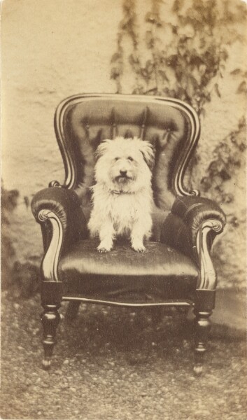Unknown, [Seated Dog]