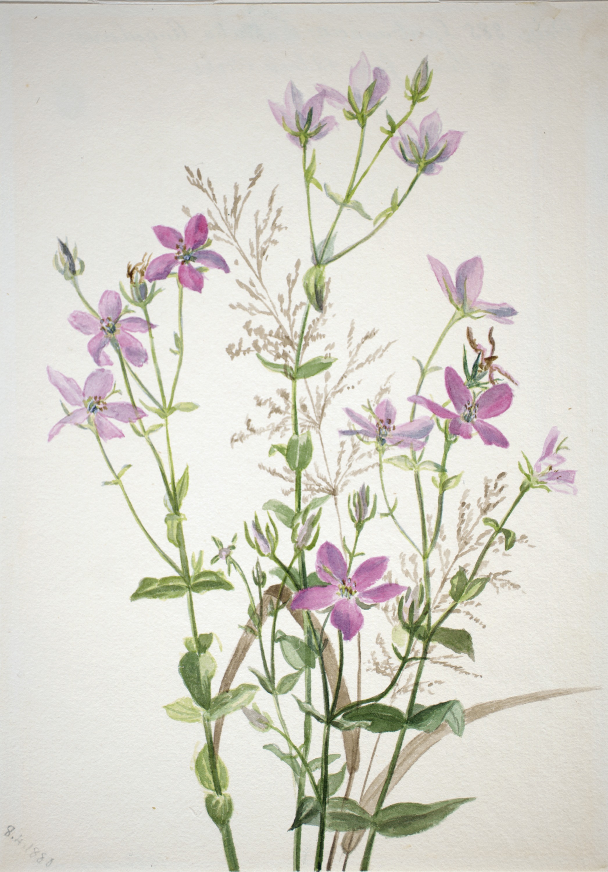 Mary Vaux Walcott, Gentianacease sabbalia angularis