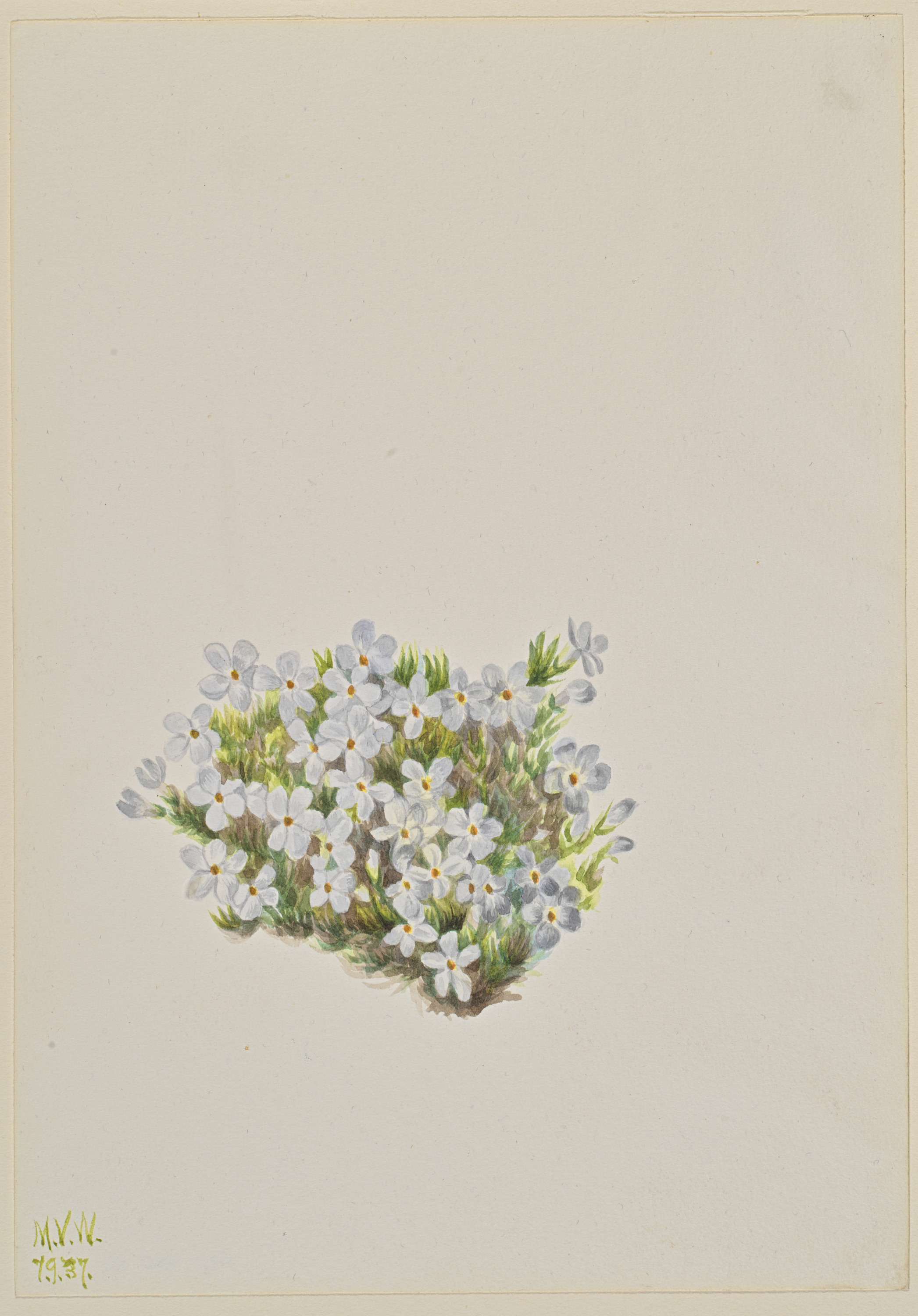 Mary Vaux Walcott, Phlox (Phlox caespitosa)