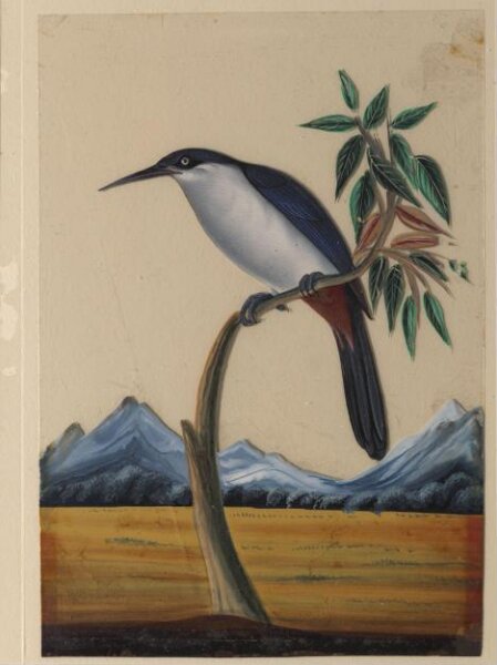Unknown, An unidentified bird