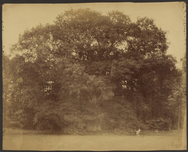 Roger Fenton, [Large oak tree with man seated in cane chair reading]