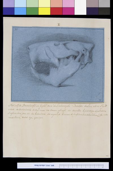 A Bonn, Animals: skull of a beaver