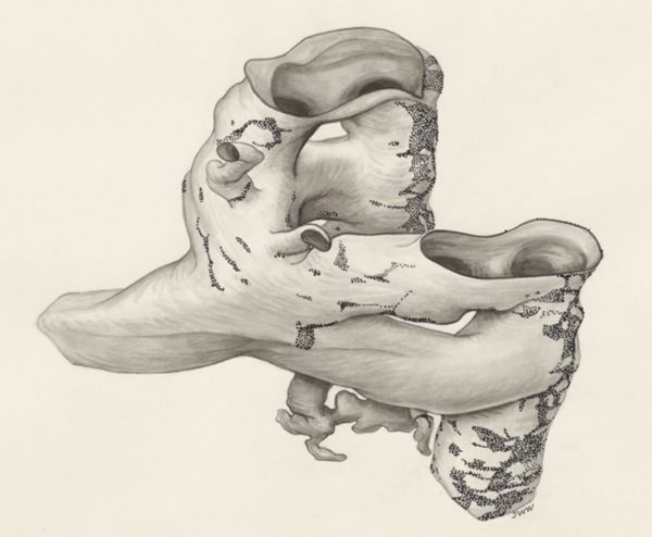 J Wetselaar-Whittaker, Rat or human embryo