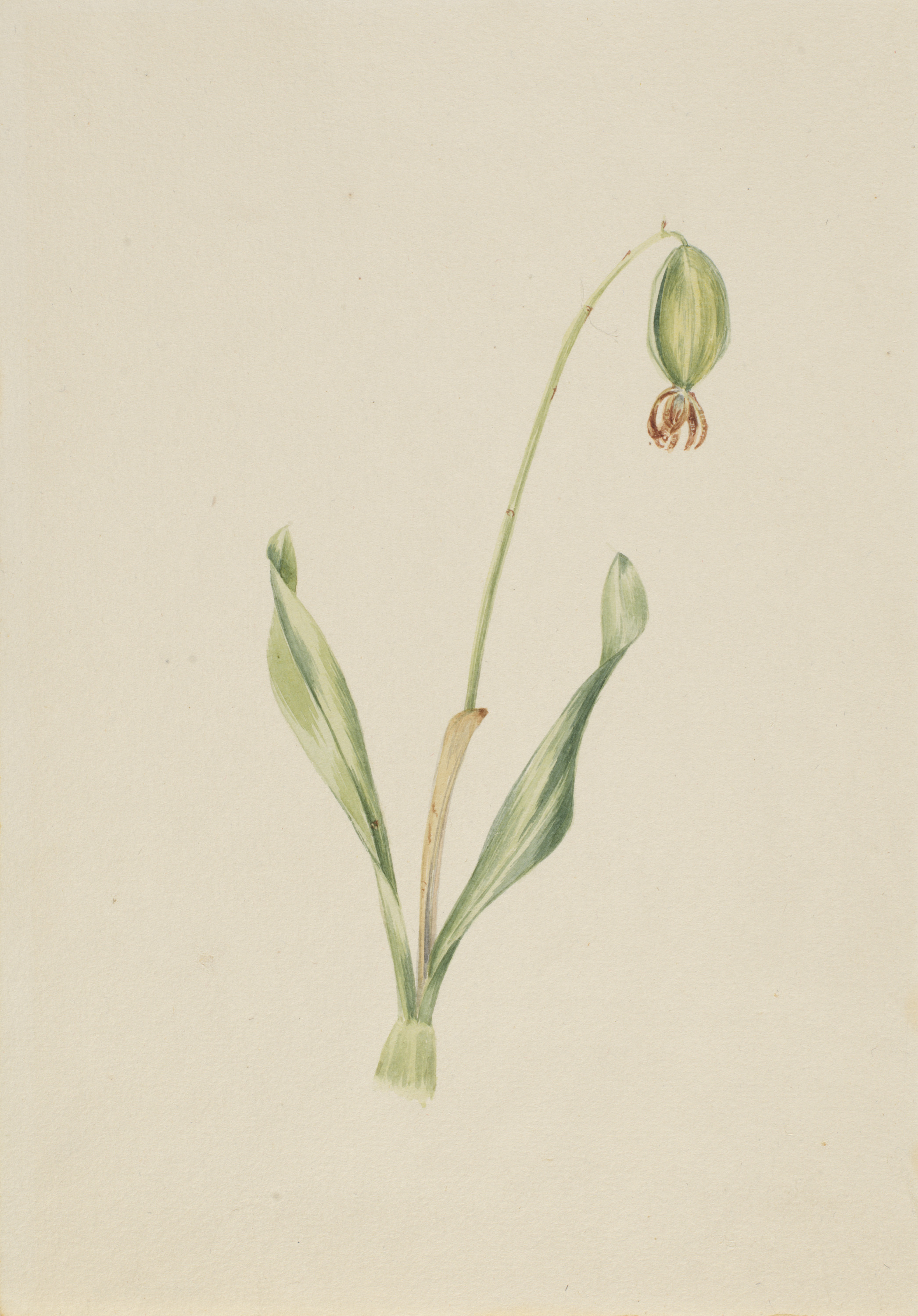 Mary Vaux Walcott, (Untitled) (Plant Study)