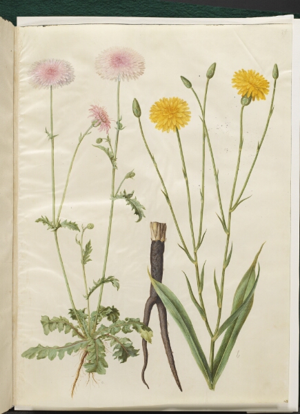 Hans Simon Holtzbecker, Crepis rubra (rød høgeskæg); Scorzonera hispanica (have-skorzoner)