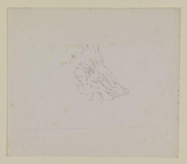 Potter, Beatrix, drawing