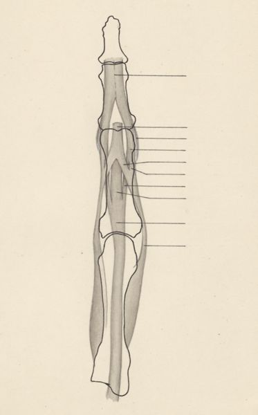 J Tinkelenberg, Schematic representation of the finger