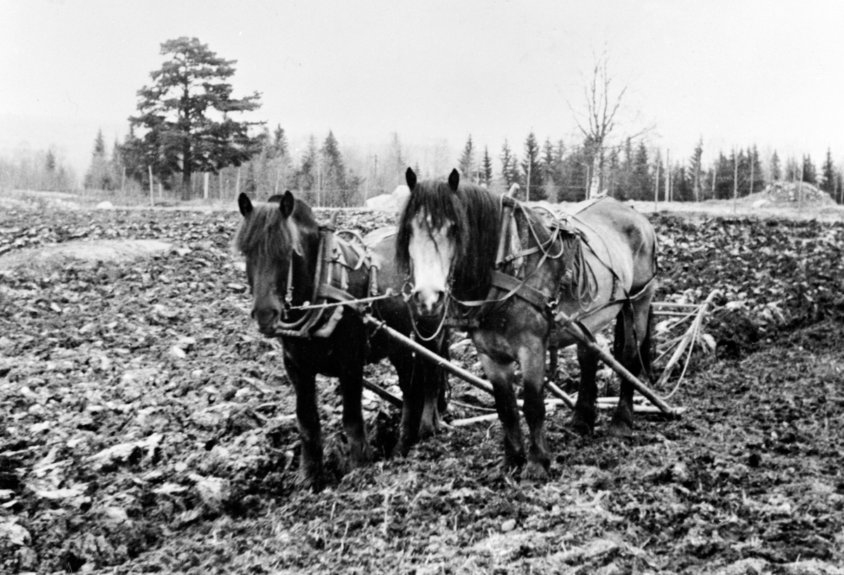 Anno Domkirkeodden, VÅRONN, PLØYINEG M/2 HESTER, TOSPANN, ROKOSTUEN, LØTEN