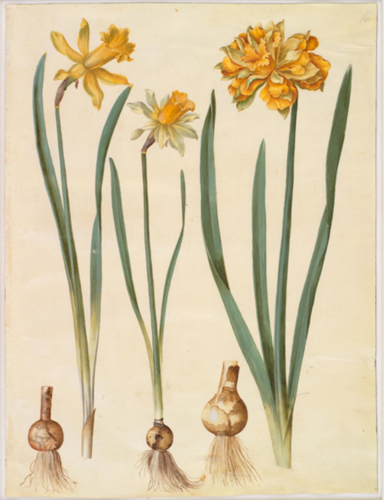 Hans Simon Holtzbecker, Narcissus pseudonarcissus major (stor påskelilje); Narcissus pseudonarcissus bicolor (tofarvet påskelilje); Narcissus pseudonarcissus