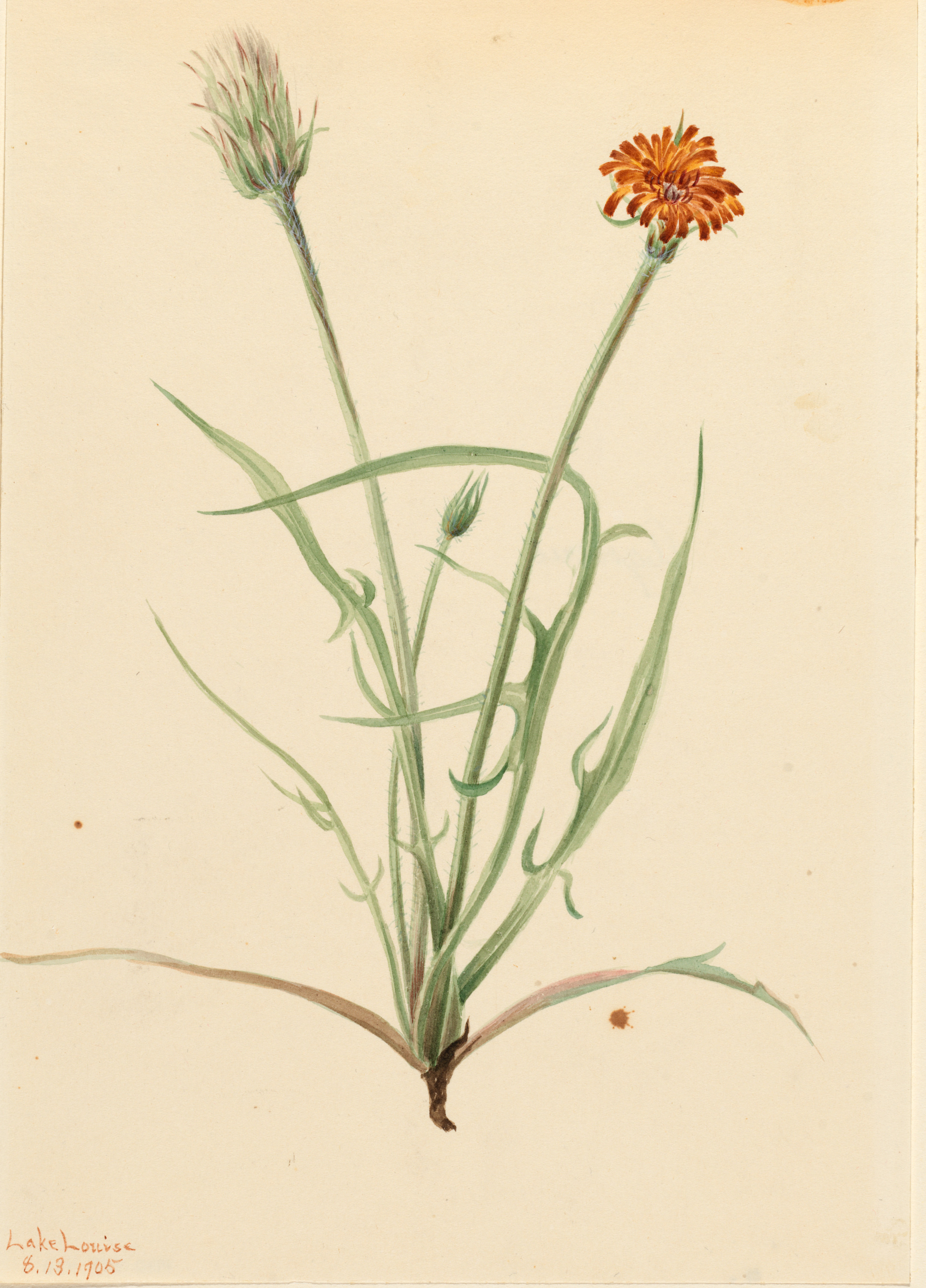 Mary Vaux Walcott, Grassleaf Agoseris (Agoseris graminifolia)