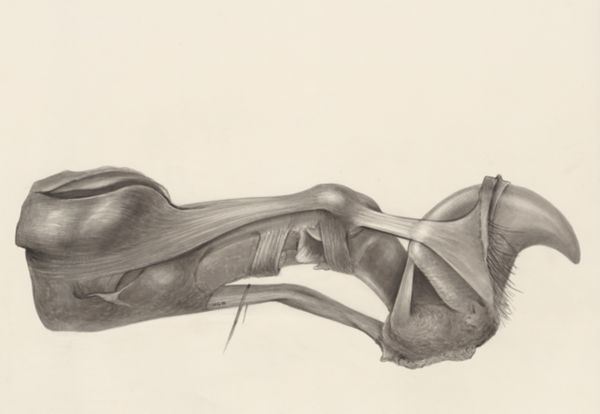 H.G Wetselaar, Muscular tissue of an animal paw