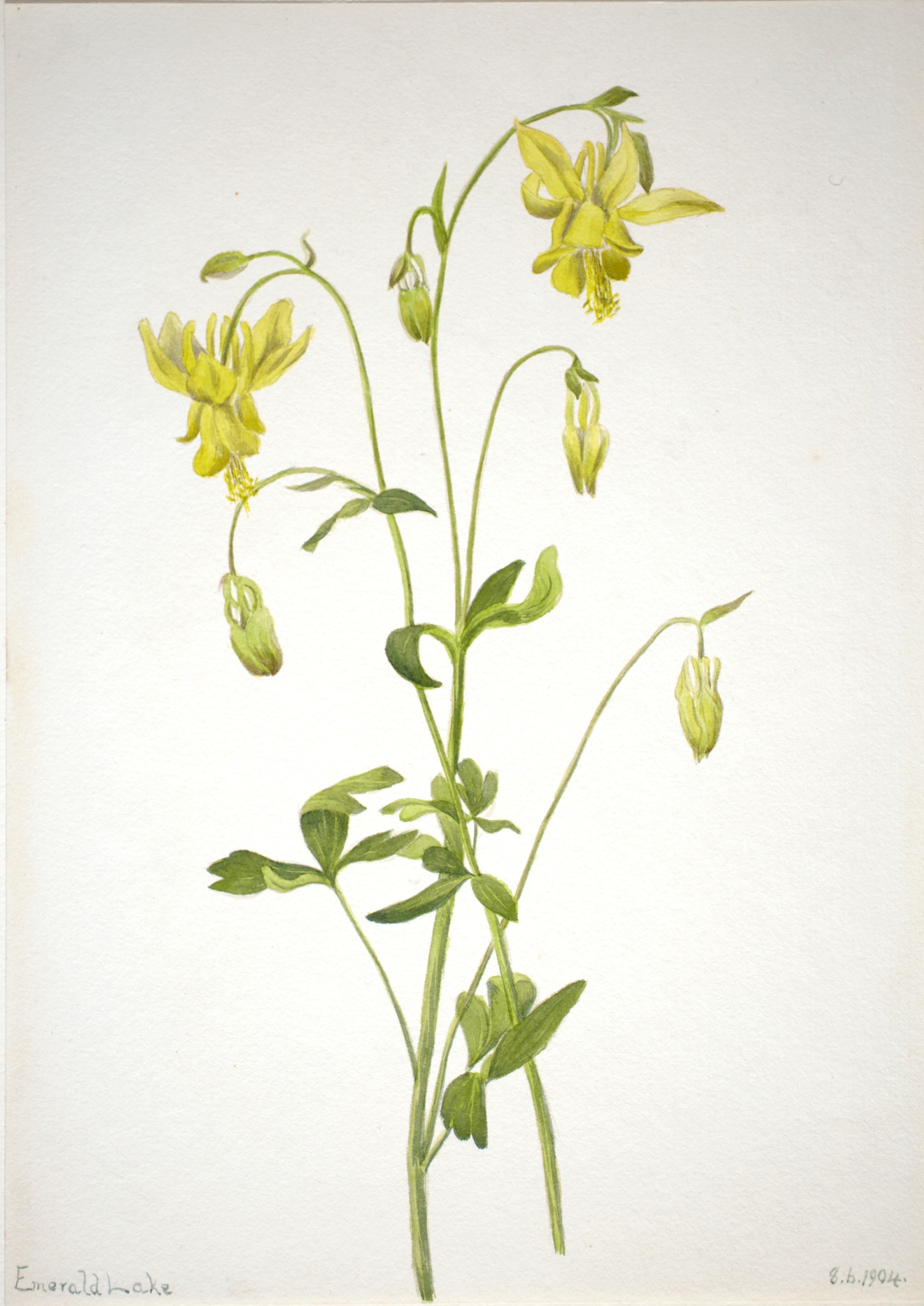 Mary Vaux Walcott, Untitled--Plant Study
