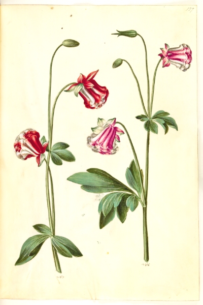 Hans Simon Holtzbecker, Aquilegia vulgaris (almindelig akeleje)