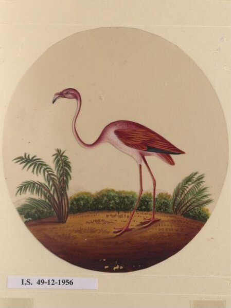 Unknown, One of twelve drawings of birds and reptiles, insects and flowers.