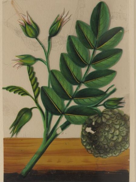 Unknown, One of twelve drawings of fruits and vegetables.