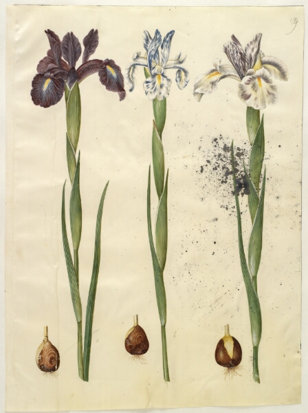 Hans Simon Holtzbecker, Iris latifolia (engelsk iris)
