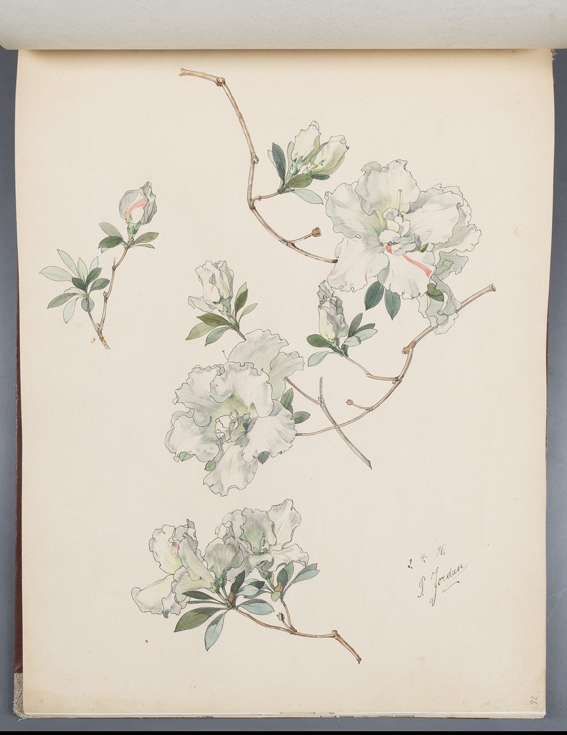 Paul Jordan, Blüten: Weiße Azalee