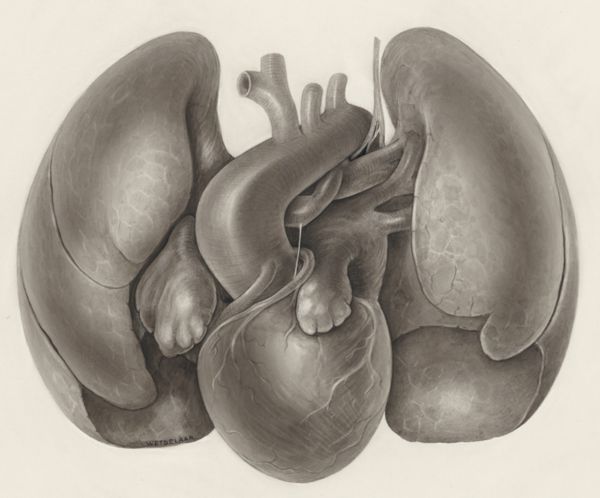 H.G Wetselaar, Heart and adjacent organs