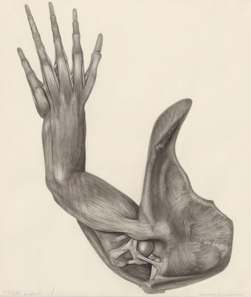 H.G Wetselaar, Muscular tissue of a lizards upper extremities