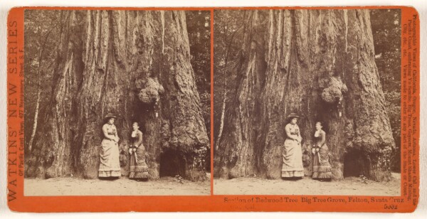 Carleton Watkins, Section of Redwood Tree, Big Tree Grove, Felton, Santa Cruz Co., Cal.