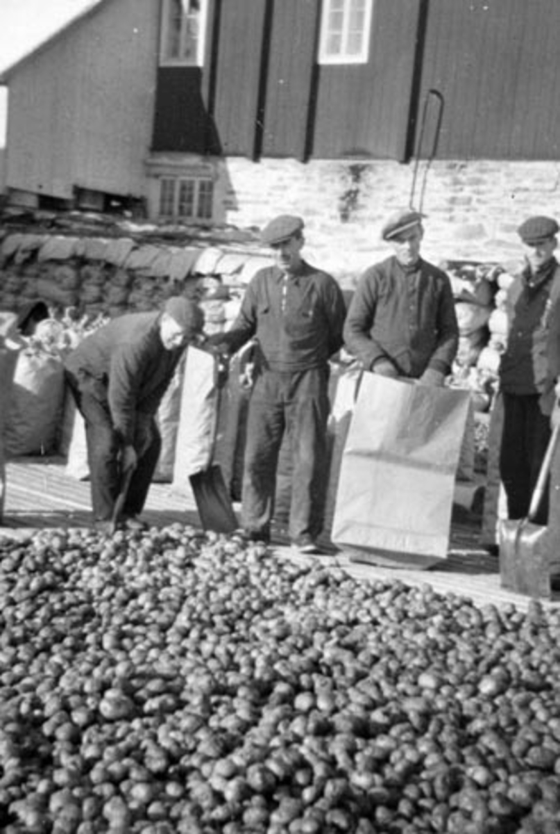 Anno Domkirkeodden, Potetonn, fryse poteter, tyskerne sendte poteter til Østfronten, gruppe 5, krigen, menn med papirsekker, Hvam Brenneri, Kvam Østre. Fra venstre: Olaf Lovisenberg, Johannes Kirkeby, Arne Håkenstad, Anders Solstad, Nes, Ringsaker.