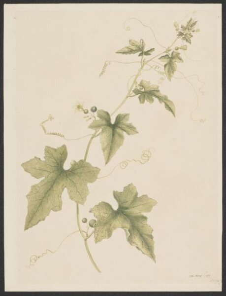 Unknown, Drawing