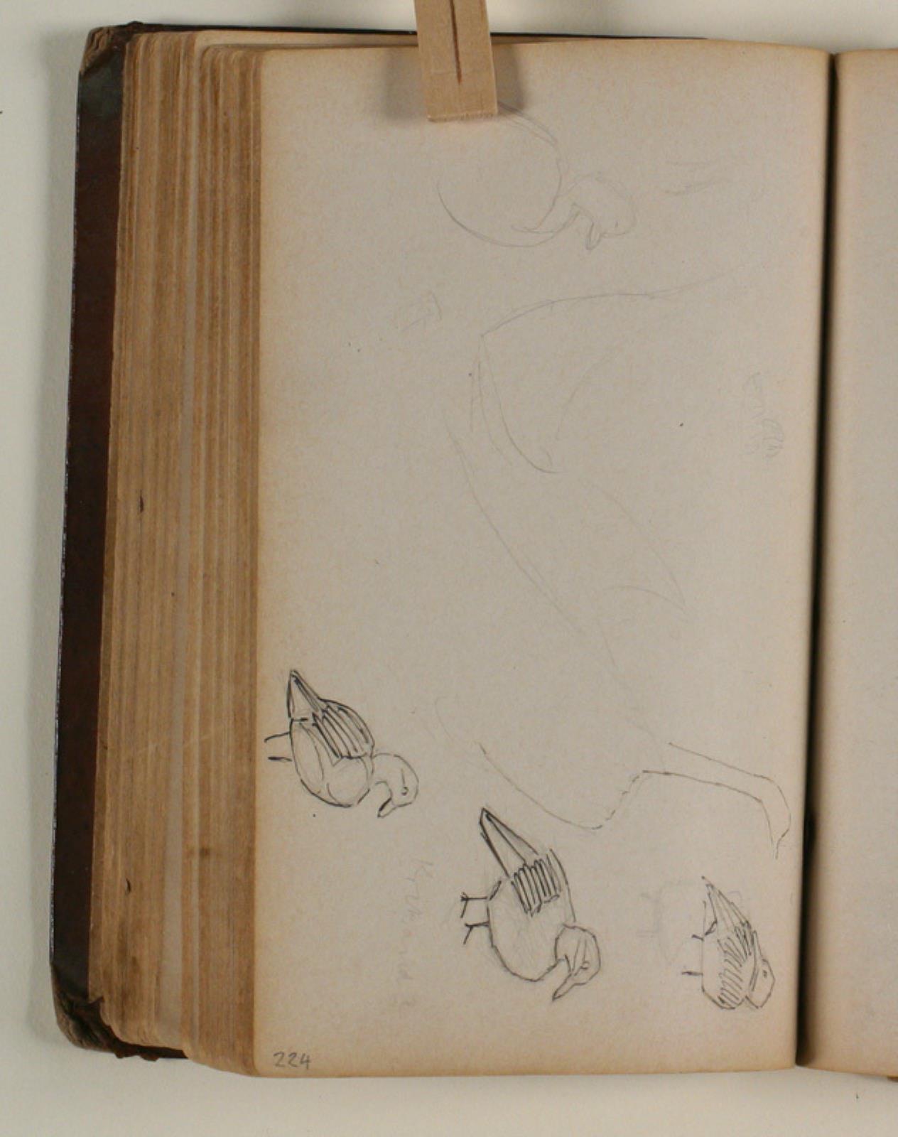 Niels Larsen Stevns, Studier af fugle