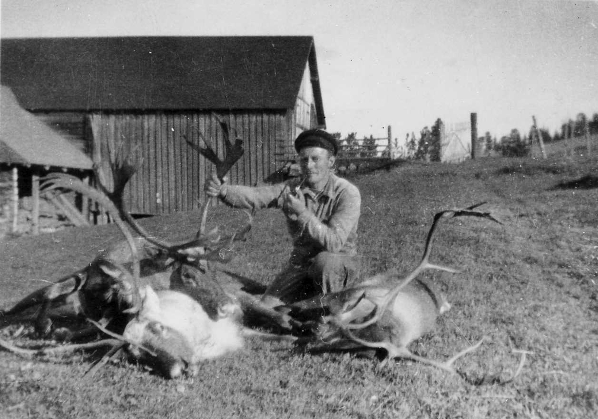 Rachel Haarseth, Mann, reinsdyr, fjøs/låve.
