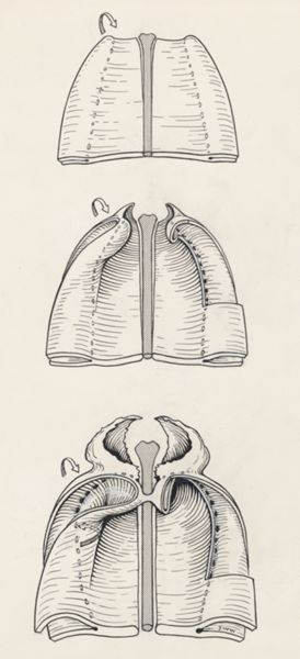 J Wetselaar-Whittaker, Human tissue