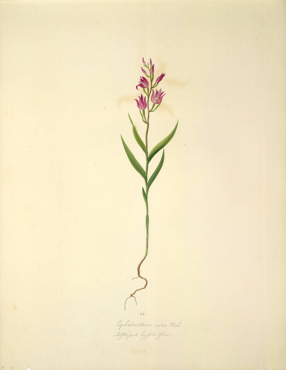 AugustRokert, Cephalanthera rubra Rich. - Rotes Waldvöglein