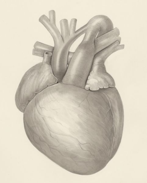 H.G Wetselaar, Heart