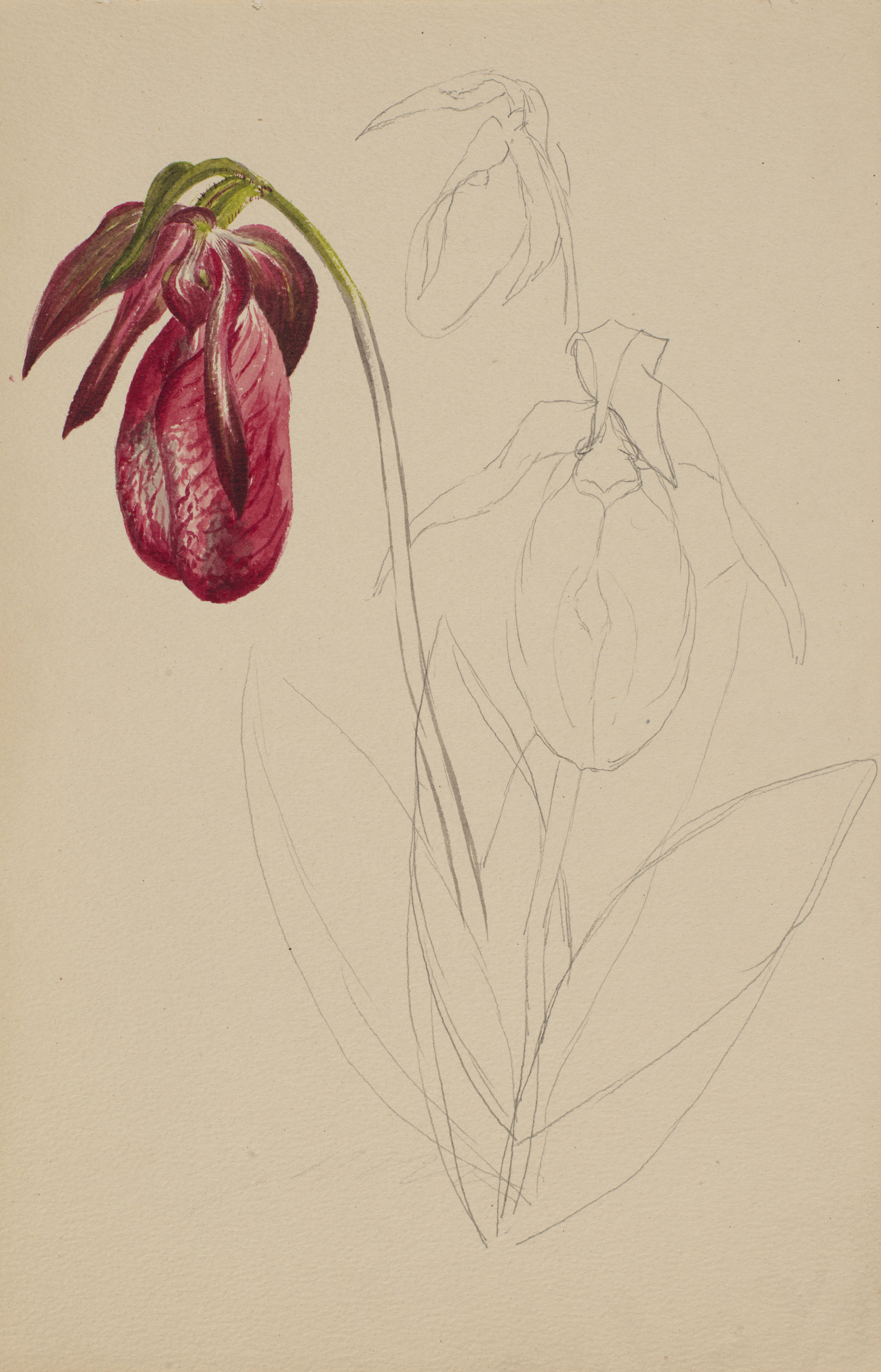 Mary Vaux Walcott, Untitled (Unfinished Sketch)