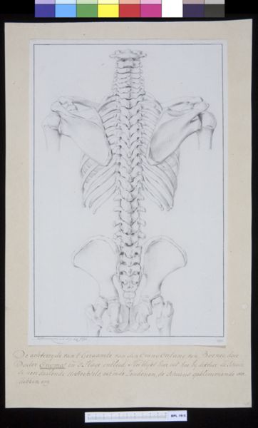 M. Houtman, Animals: ape, spine, pelvis and vertebrae (dorsal view)