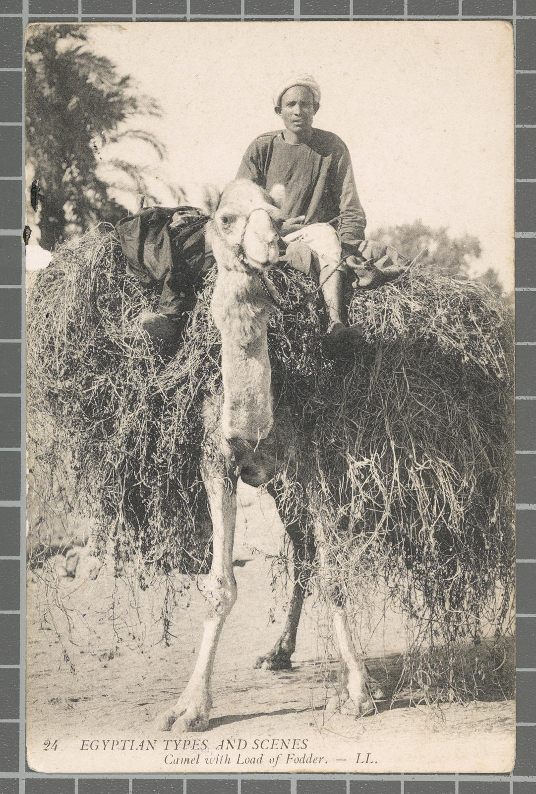 Desconegut, 24 Egyptian types and scenes. Camel with Load of Fodder