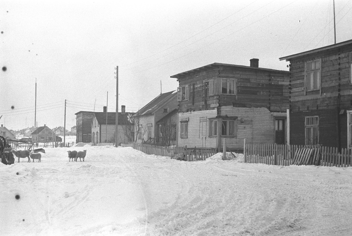 Ola Hanche-Olsen, Gjenreisning. Gamle hus i Vadsø. Sau på veien. Påske 1947.