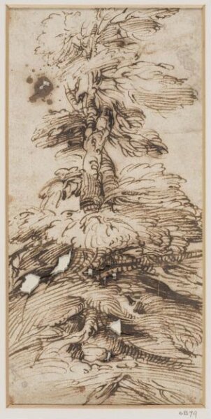 Unknown, Sketch of a tree, with exposed roots