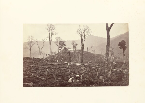 Samuel Bourne, Darjeeling; View of the Selim Tea Estate, Showing the Upper Factory and Bungalow