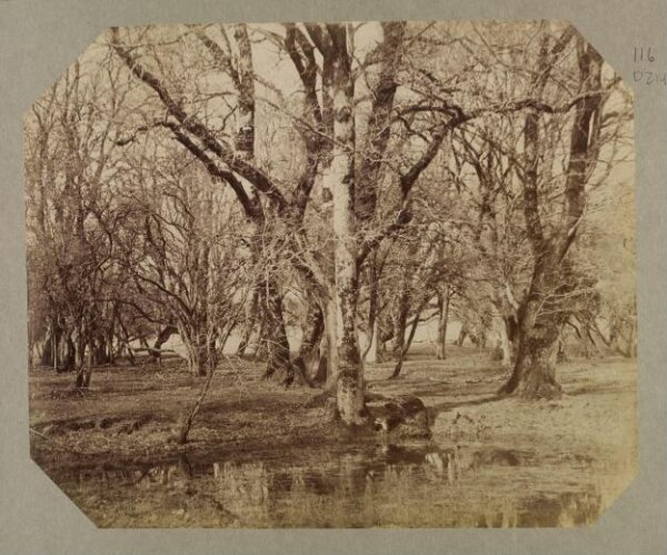 Clementina, Lady Hawarden, Photograph