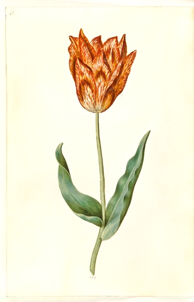 Hans Simon Holtzbecker, Tulipa gesneriana (have-tulipan)