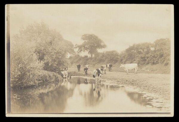 Gale, Lt. Col. Joseph, Cows Grazing by Pond