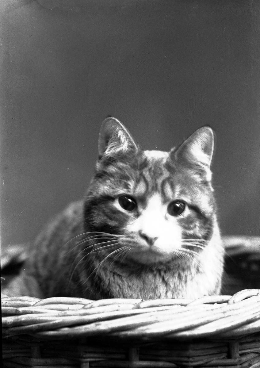 Solveig Lund, Fotografi av katt i kurv.