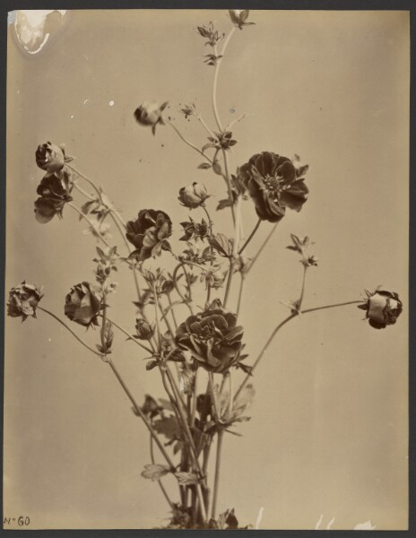 Unknown, [Floral study]