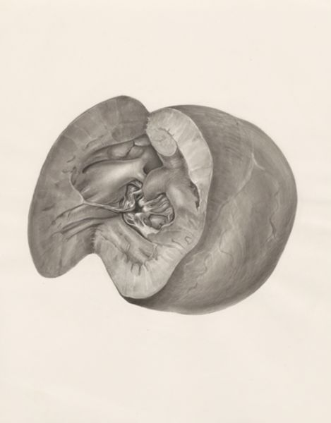 H.G Wetselaar, Heart